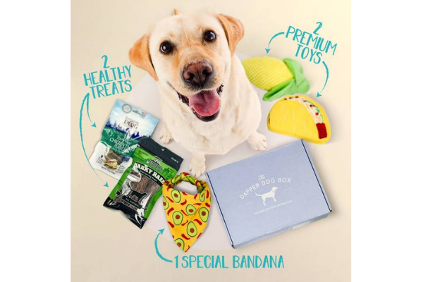 8 Best Pet Subscription Boxes with Loads of Goodies and Treats